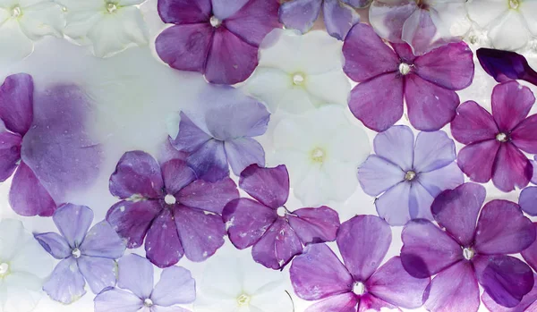 化粧品の手順のための花とアイス キューブ. — ストック写真