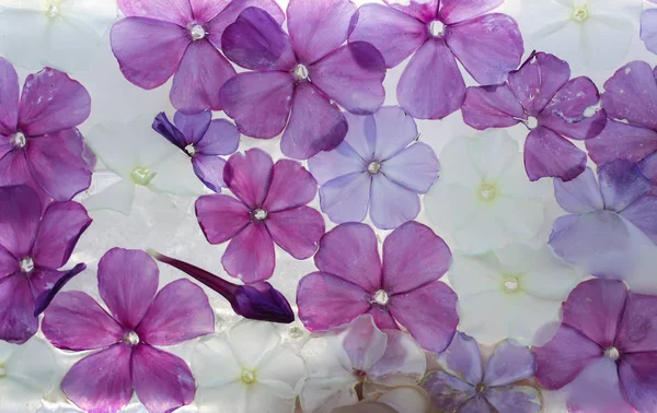 化粧品の手順のための花とアイス キューブ. — ストック写真