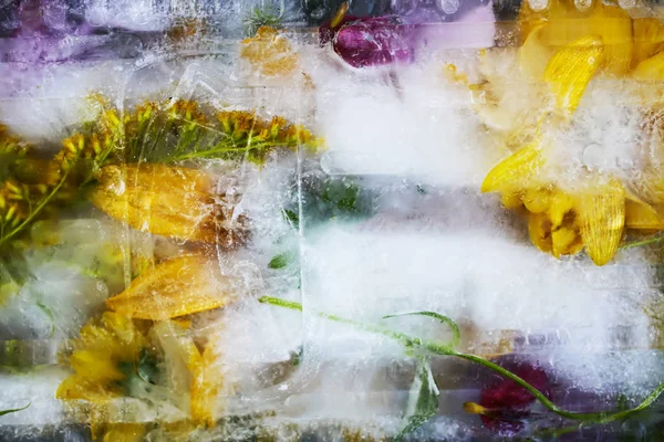 Куб льда с цветами для косметических процедур . — стоковое фото