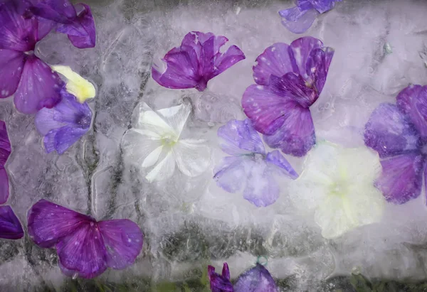 Cubo de hielo con flores sobre hierba verde en verano . — Foto de Stock