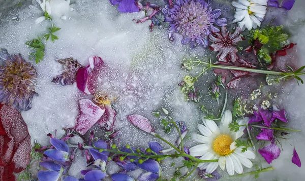 Ice cube with flowers on green grass at summer. — Stock Photo, Image