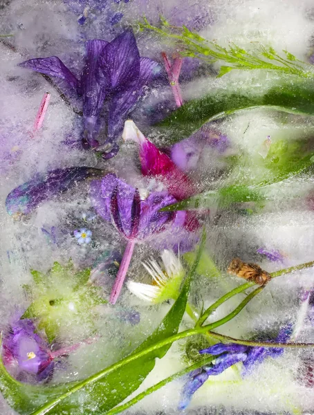 Cubo de hielo con flores sobre hierba verde en verano . — Foto de Stock