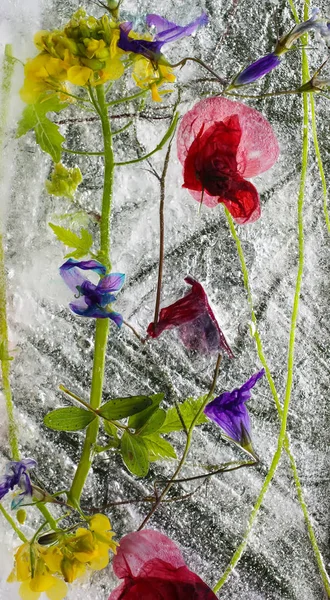 Cube de glace avec des fleurs sur herbe verte en été . — Photo