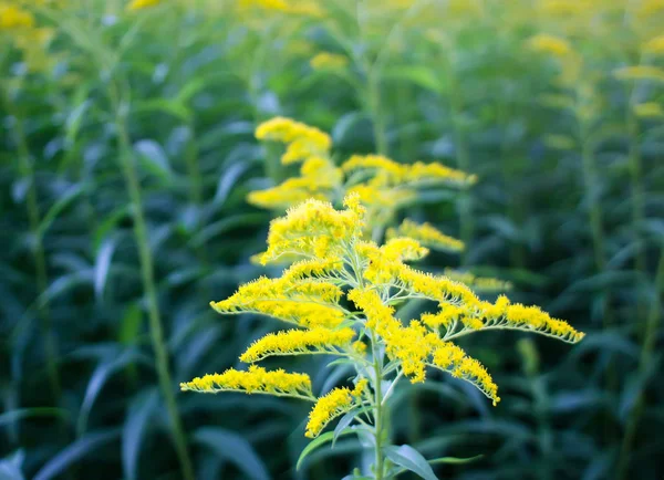 Planta Solidago gigantea ou Goldenrod — Fotografia de Stock