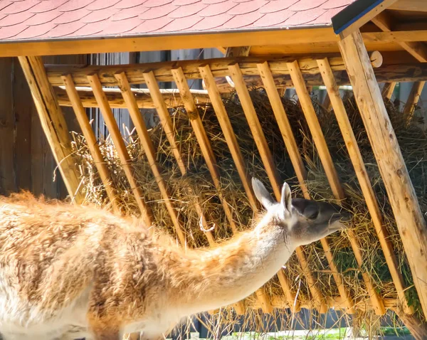 Junges Lama frisst Heu im Zoologischen Garten — Stockfoto