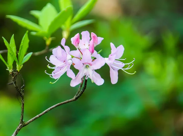 明媚的春花在阳光下密闭. — 图库照片