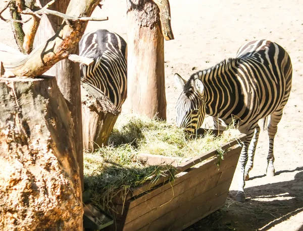 Κοινές ζέβρα, Equus κουάγκα όμορφη ριγέ ζώα τρώνε ξηρό σανό στον τροφοδότη. — Φωτογραφία Αρχείου