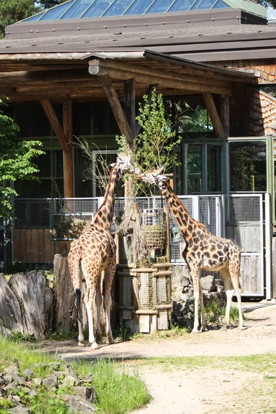 Giraffen im zoologischen Garten. Giraffa camelopardalis rothschildi. — Stockfoto