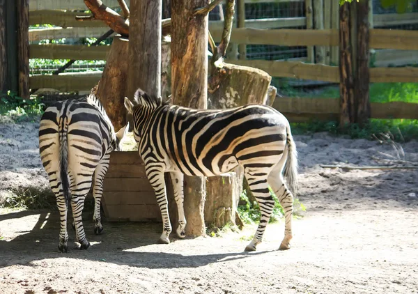 Gemeines Zebra, equus quagga, equus burchelli chapmani — Stockfoto