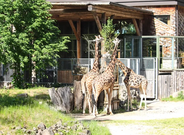 Giraffen im zoologischen Garten. Giraffa camelopardalis rothschildi. — Stockfoto