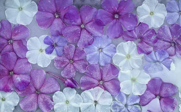 Eiswürfel mit Blumen für kosmetische Eingriffe. Stockfoto