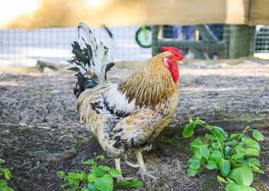 Renkli horoz veya çiftlik içinde mücadele horoz.