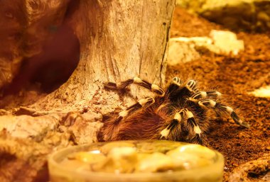 Tarantula (Brachypelma smithy)