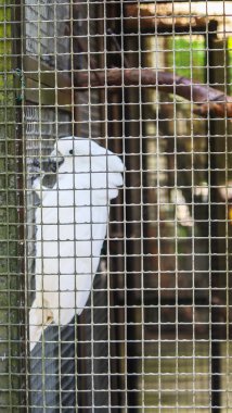 Beyaz cacadu Cacatuidae papağan 