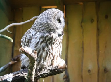 Büyük gri baykuş, sarımsı kahverengi akbaba, Strix nebulosa.