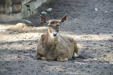 Yerde yatan beyaz burunlu geyik. Nadir doğurmak-in geyikler Tibet'te yaşıyor.