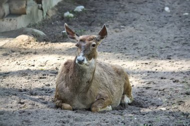 Yerde yatan beyaz burunlu geyik. Nadir doğurmak-in geyikler Tibet'te yaşıyor.