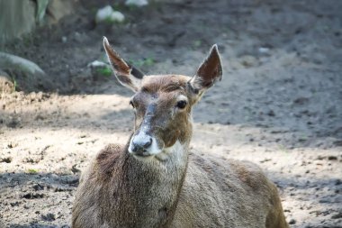Yerde yatan beyaz burunlu geyik. Nadir doğurmak-in geyikler Tibet'te yaşıyor.