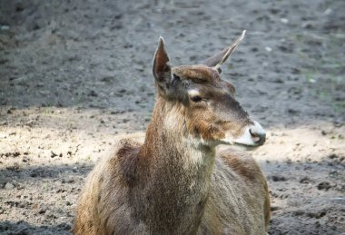 Yerde yatan beyaz burunlu geyik. Nadir doğurmak-in geyikler Tibet'te yaşıyor.