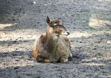 Yerde yatan beyaz burunlu geyik. Nadir doğurmak-in geyikler Tibet'te yaşıyor.