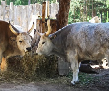 Macar bozkır sığır kuru saman besleyici yemek