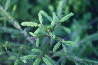 Ormanın arka planında iğneler olan yeşil çam dalı.