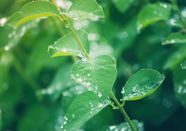 yeşil yapraklar, bitkiler ve yapraklar