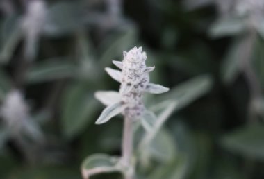 Bir çiçeğe yaklaş.