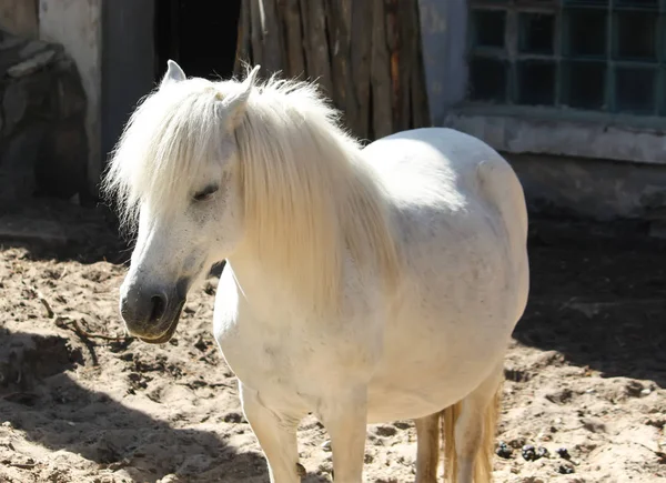 Pony de shetland blanco con hermosa melena larga — Foto de Stock