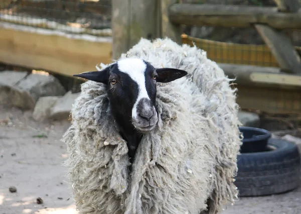 Чорно-біла вівця на відкритому повітрі — стокове фото