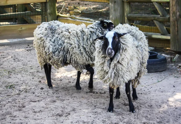 Black and white sheep outdoors — Stock Photo, Image