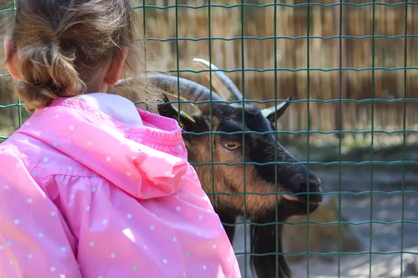 Kind betrachtet Ziege im Freien hinter Gittern im zoologischen Garten — Stockfoto