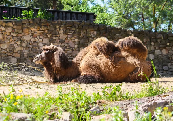 Καμήλα στον ζωολογικό κήπο — Φωτογραφία Αρχείου