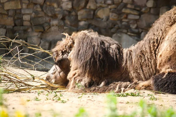 Camel in zoological garden