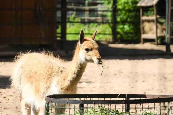 Junges Lama frisst Heu im Zoologischen Garten — Stockfoto