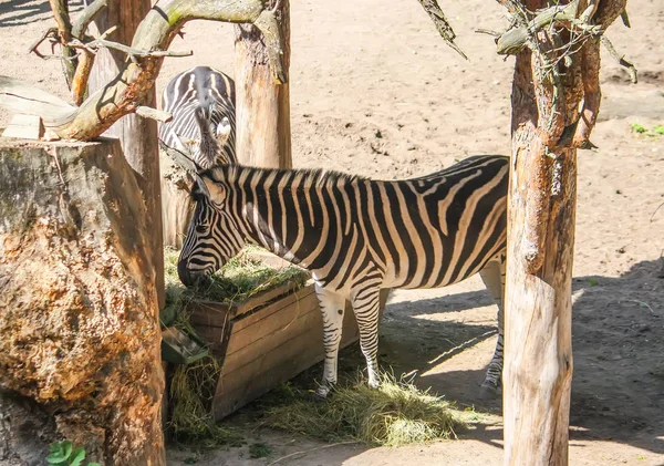 Gemeines Zebra, equus quagga schöne gestreifte Tiere, die trockenes Heu im Futterhäuschen fressen. — Stockfoto