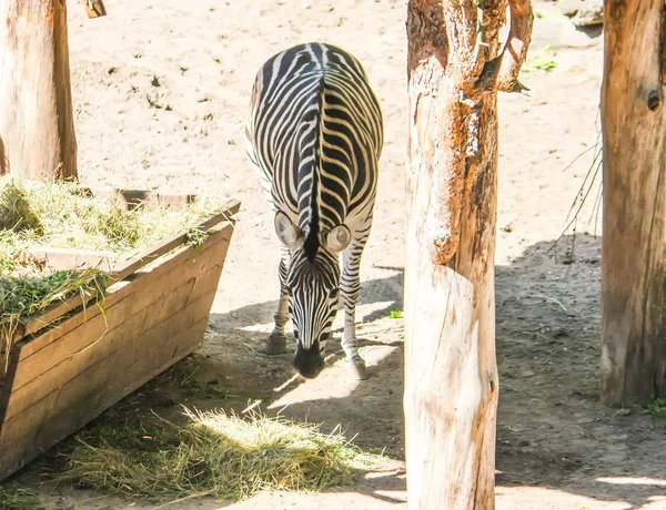 Gemeines Zebra, equus quagga schönes gestreiftes Tier, das trockenes Heu im Futterhäuschen frisst. — Stockfoto