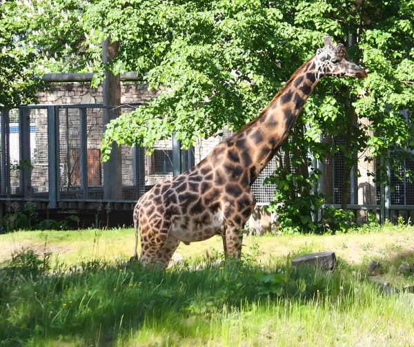 Kirahvi eläintarhassa. Giraffa camelopardalis rothschildi . — kuvapankkivalokuva