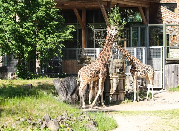 Καμηλοπαρδάλεις ζωολογικό κήπο. Giraffa Καμηλοπάρδαλις rothschildi. — Φωτογραφία Αρχείου
