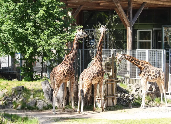 Καμηλοπαρδάλεις ζωολογικό κήπο. Giraffa Καμηλοπάρδαλις rothschildi. — Φωτογραφία Αρχείου