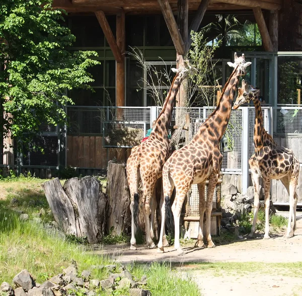 Giraffen im zoologischen Garten. Giraffa camelopardalis rothschildi. — Stockfoto