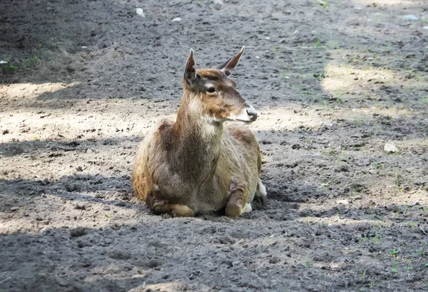 Ciervo de pico blanco tirado en el suelo. Rara raza de ciervos vive en el Tíbet . — Foto de Stock