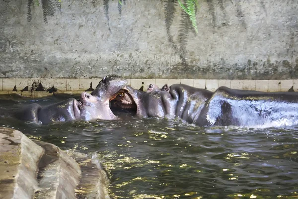 Twee vechtende nijlpaarden. Nijlpaard amphibius. Zuid-Afrika dier. — Stockfoto