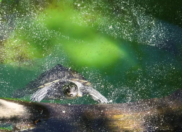 Wasserschildkröte schwimmt im Wasser — Stockfoto