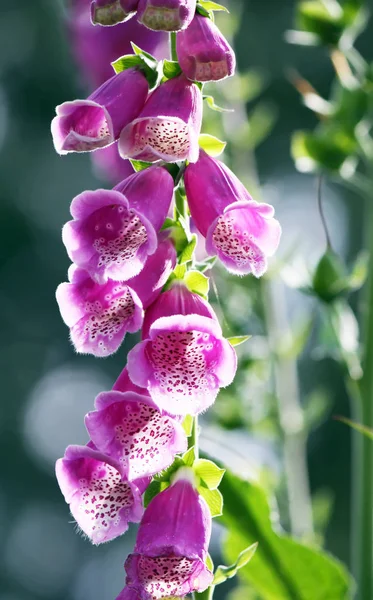 Flores Bonitas Com Luz Solar Fundo Conceito Floral — Fotografia de Stock