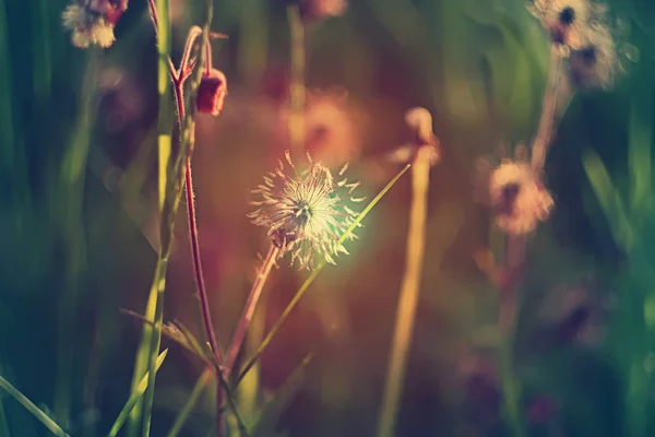 Mooi Botanisch Schot Natuurlijk Behang — Stockfoto