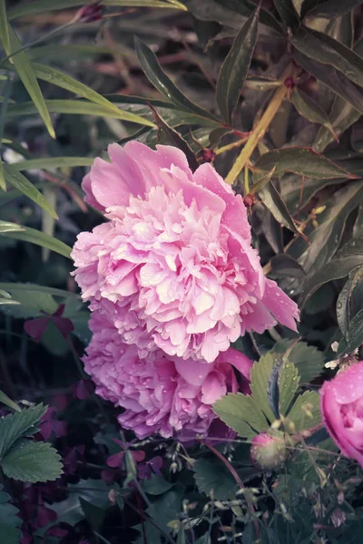 Beautiful Pink Flower Garden — Stock Photo, Image