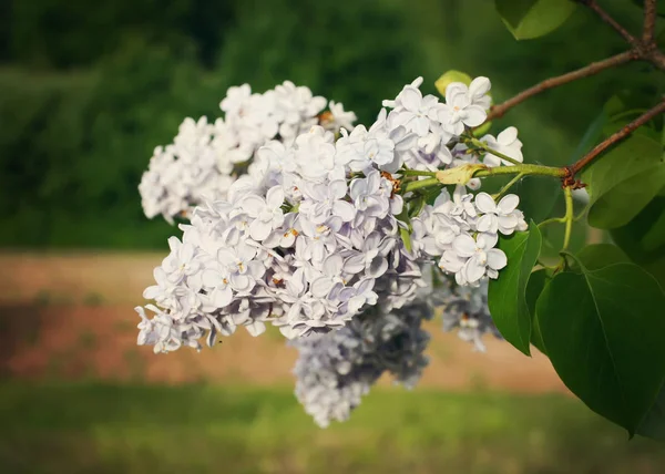 Білі Квіти Дерева Саду — стокове фото