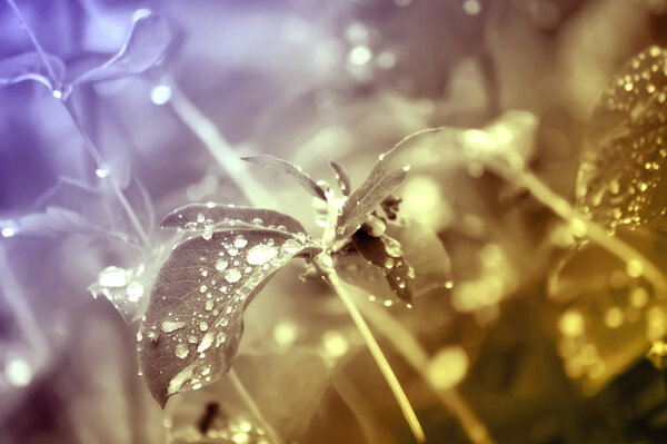 beautiful botanical background, nature wallpaper with abstract lights