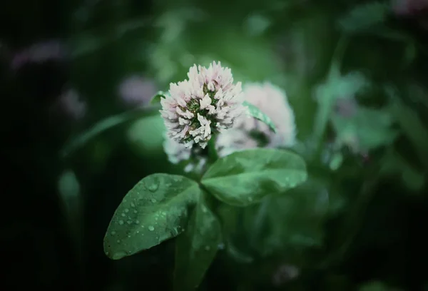 Schöne Blumen Der Natur — Stockfoto